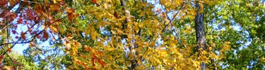 Fall colors in Petersburg