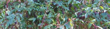 Pokeweed in Petersburg
