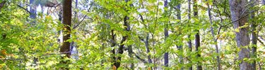 Mixed hardwood forest