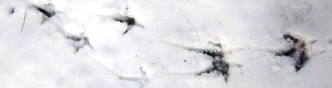 Turkey prints