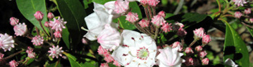 Mountain-laurel, Kalmia latifloria, can grow up to ten feet tall have pink tinged white flowers in late May and June.