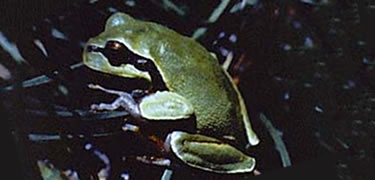This rare Pine barrens tree frog is primarily green, with a black 'mask' across his eye, and some yellowish markings.