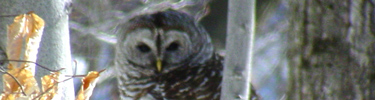 Horned owl