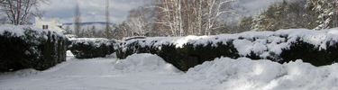 Snow on hedges at Saint-Gaudens NHS