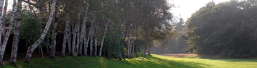 Birch Allee at dusk