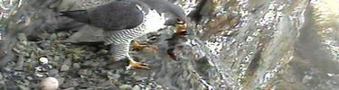 Male falcon with prey on the nest scrape with one egg.