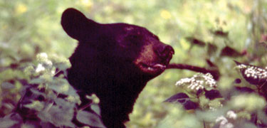 A black bear, Shenandoah's largest mammal, pokes his head between some flowers.
