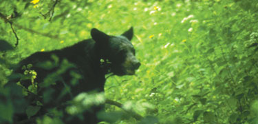 A black bear making his way through the green Shenandoah forest.
