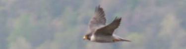 Falcon in flight over forest