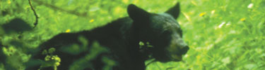 A black bear making his way through the green Shenandoah forest.