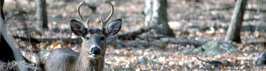 A buck gazess ahead in the fall Shenandoah forest.