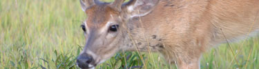 A closeup of a deer grazing in Big Meadows.