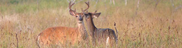 Two bucks locking antlers in Big Meadows.