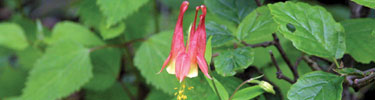 A wild red Columbine contrasts against deep green leaves.