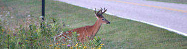 A deer about to cross to Skyline Drive reminds drivers to obey the 35 mile per hour speed limit.