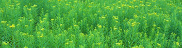 A sea of green flora in Big Meadows...