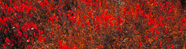 An cluster of huckleberry forms a crimson spectacle in Big Meadows.