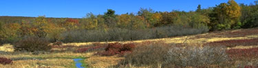 A seasonal stream meanders gently through Shenandoah's Big Meadows.