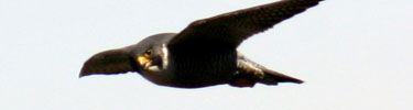A peregrine falcon soars in the sky.