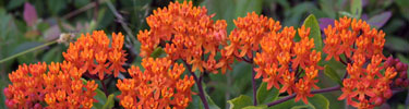Bright orange butterfly weed blossoms.