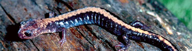 A Shenandoah Salamander crawls on an old tree. NPS Photo By: Lester Via