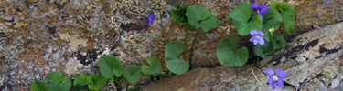 Bright purple violets create a lovely contrast against ancient rocks.