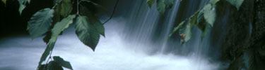 A fog of mist from a waterfall shows through dark green leaves.