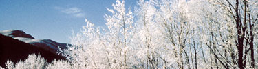 Icy tree branches shine against a blue sky.