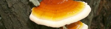 Bright orange shelf fungus growing out the trunk of a dead white pine tree.