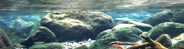 A fishes view of a clean moutain stream. - E. Butler.