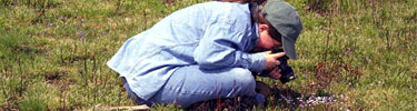 A photographer moves in for a closeup shot of bluets during Wildflower Weekend.