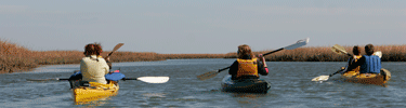 Kayaking in the marshes