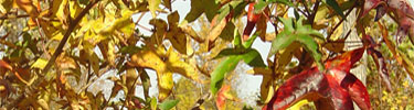Fall at Haberdeventure, red and yellow Sweetgum leaves