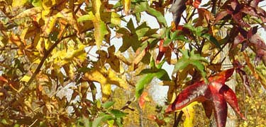 Fall at Haberdeventure, red and yellow Sweetgum leaves