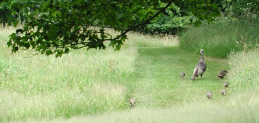 Turkey and poults