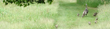 Turkeys and poults