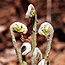 fiddleheads