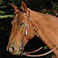 Brown Horse