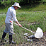 Man sweeps net along grass.