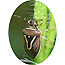 True bug on leaf