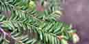 Eastern Hemlock needles