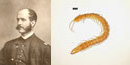 Theodore Lyman (left) Centipede - Harvard Collection (right)