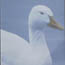 Chincoteague National Wildlife Refuge bird checklist. 2 kb