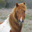 Learn about Assateague's wild horses from the convenience of your cell phone. 5kb