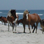 Horse brochure icon, 5kb.