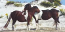 Mutual grooming establishes and maintains social ties in horse society. 4 kb