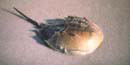 Did you know that horseshoe crabs may save your life? 2 kb
