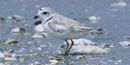 piping plover photo courtesy of the U.S. Fish and Wildlife Service image library. 4 kb