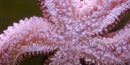 Instead of using tools to open their lunch, seastars pull it apart using tube feet that work like suction cups. 10 kb