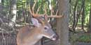 10 point white-tailed buck